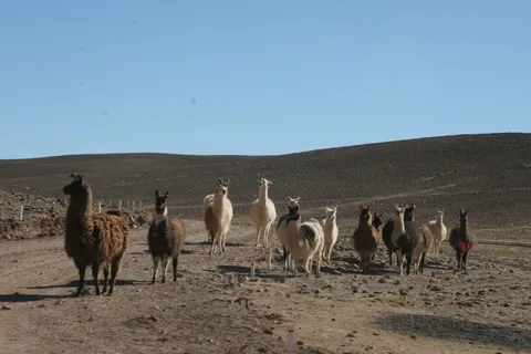 Herd of llamas on the track, Sud Lípez, Bolivia — Nicolas Marincic
