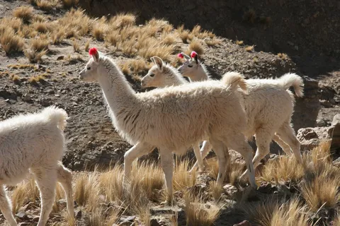 White llamas with red ear tassels, Sud Lípez, Bolivia — Nicolas Marincic