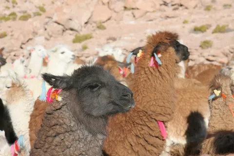 Llamas with coloured ear tassels at dawn, Quetena Chico, Bolivia — Nicolas Marincic