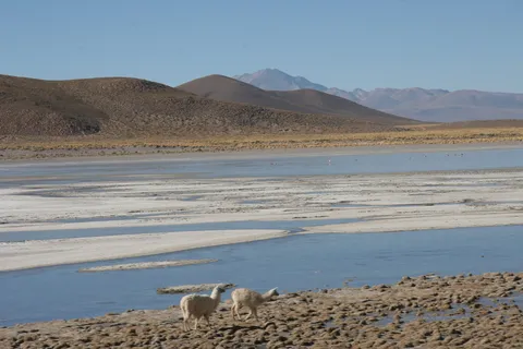 Llamas by a high-altitude lagoon, Sud Lípez, Bolivia — Nicolas Marincic