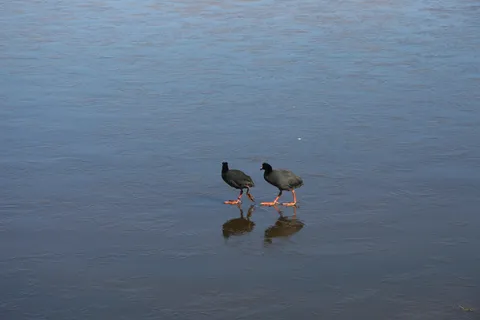 Pair of giant coots, Laguna Negra, Bolivia — Nicolas Marincic