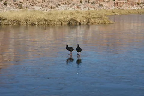 Giant coots among golden reeds, Laguna Negra, Bolivia — Nicolas Marincic