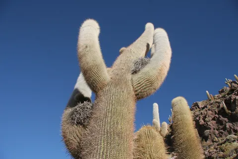 Branches de cardón sur ciel bleu, au-dessus du salar d’Uyuni, Bolivie — Nicolas Marincic