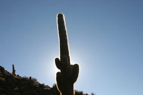 Cardón à contre-jour au-dessus du salar d’Uyuni, Bolivie — Nicolas Marincic