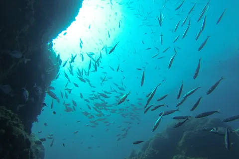 School of fish at a cave mouth, Mediterranean, France — Nicolas Marincic