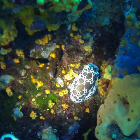 Dotted nudibranch among yellow sponges, France — Nicolas Marincic