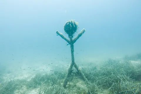 Underwater sculpture on seagrass, France — Nicolas Marincic