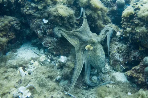 Octopus spread across the reef, France — Nicolas Marincic