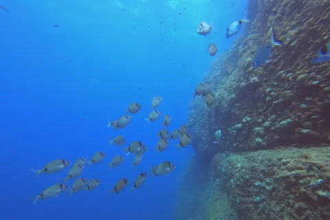 School of seabream along a blue drop-off, France — Nicolas Marincic