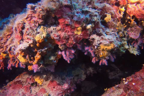 Red gorgonians and sponges on a Mediterranean wall, France — Nicolas Marincic