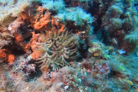Snakelocks anemone on colourful rock, France — Nicolas Marincic