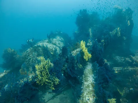 Wreck covered in gorgonians and yellow sponges, France — Nicolas Marincic