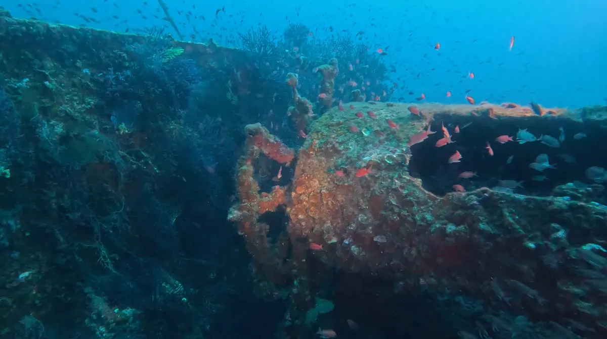 Rust-red wreck hull and fish, France — Nicolas Marincic