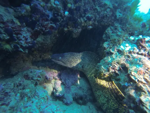Moray eel in a crevice, Medes Islands, Spain — Nicolas Marincic