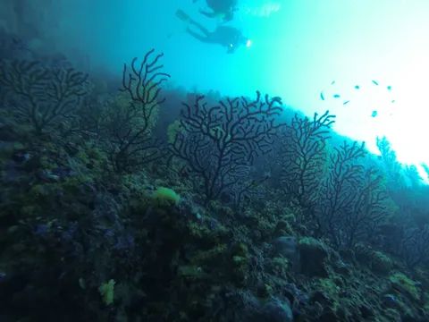 Backlit gorgonians and divers, Medes Islands, Spain — Nicolas Marincic