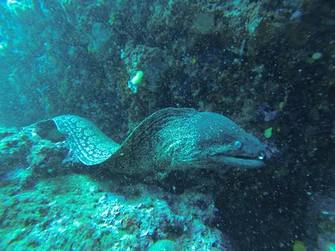 Mediterranean moray swimming free, Medes Islands, Spain — Nicolas Marincic