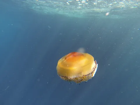 Fried-egg jellyfish, Medes Islands, Spain — Nicolas Marincic