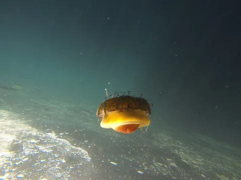 Backlit fried-egg jellyfish, Medes Islands, Spain — Nicolas Marincic