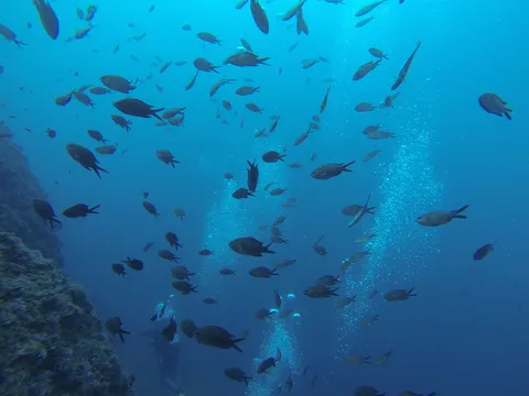 Damselfish and divers’ bubbles, Medes Islands, Spain — Nicolas Marincic