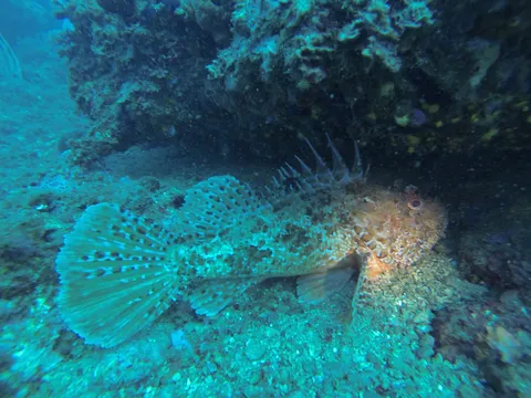 Scorpionfish with fins spread, Medes Islands, Spain — Nicolas Marincic