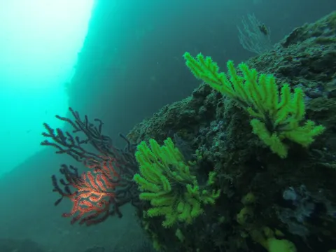 Yellow and red gorgonians at an arch, Medes Islands, Spain — Nicolas Marincic