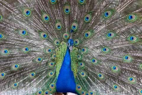 Peacock in full display, São Jorge Castle, Lisbon, Portugal — Nicolas Marincic