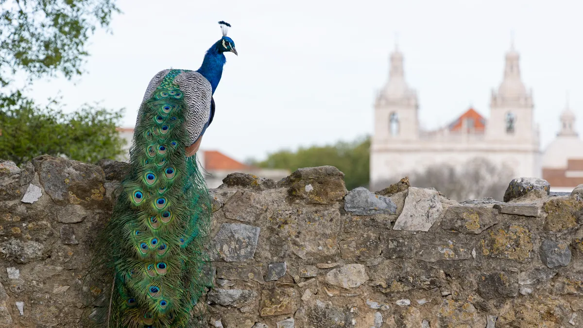 Peacock on the castle wall, São Vicente de Fora beyond, Lisbon, Portugal — Nicolas Marincic