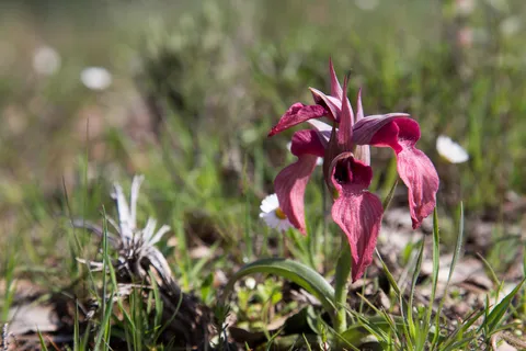 Wild orchid in the garrigue, France — Nicolas Marincic