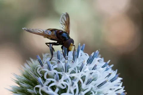 Hoverfly on a globe thistle, France — Nicolas Marincic