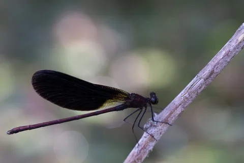 Banded demoiselle on a twig, France — Nicolas Marincic