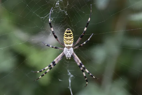 Wasp spider in its web, France — Nicolas Marincic