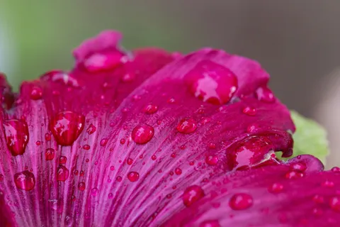 Raindrops on a magenta petal, France — Nicolas Marincic