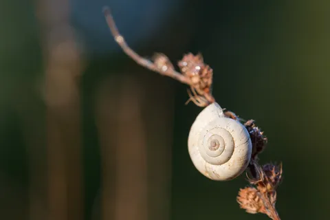 Snail shell on a dry stem, France — Nicolas Marincic