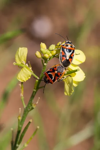 Pair of red and black shield bugs on yellow flowers, France — Nicolas Marincic