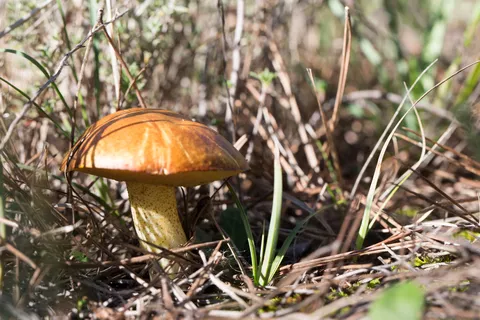 Bolete among pine needles, France — Nicolas Marincic