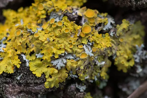 Yellow lichen, close-up, France — Nicolas Marincic