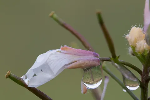 Water drops beneath a pale flower, France — Nicolas Marincic