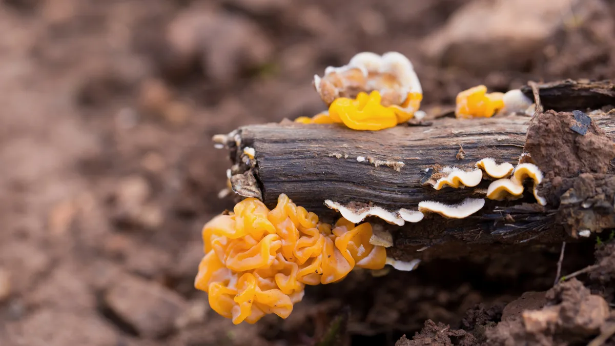 Yellow jelly fungus on a fallen branch, France — Nicolas Marincic