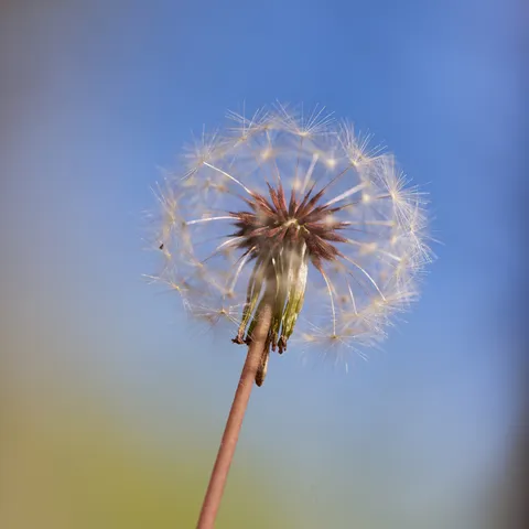 Dandelion clock against blue sky, France — Nicolas Marincic
