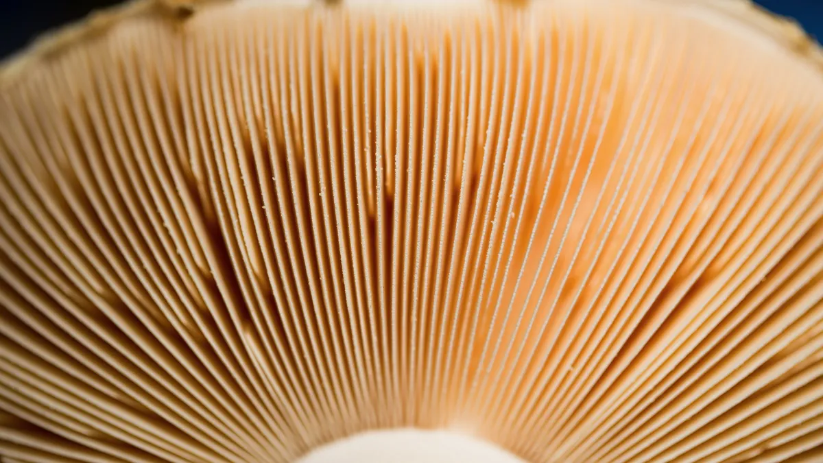 Mushroom gills seen from below, France — Nicolas Marincic
