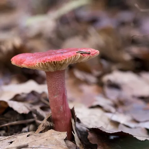 Red russula among oak leaves, France — Nicolas Marincic