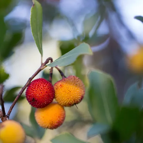 Fruits de l’arbousier, rouges et orangés, France — Nicolas Marincic