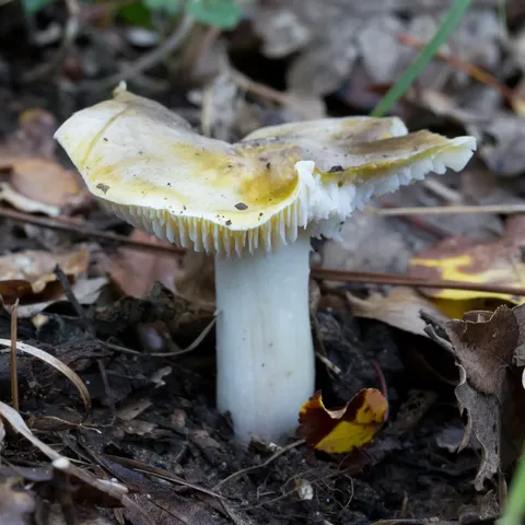 Yellow russula in the leaf litter, France — Nicolas Marincic