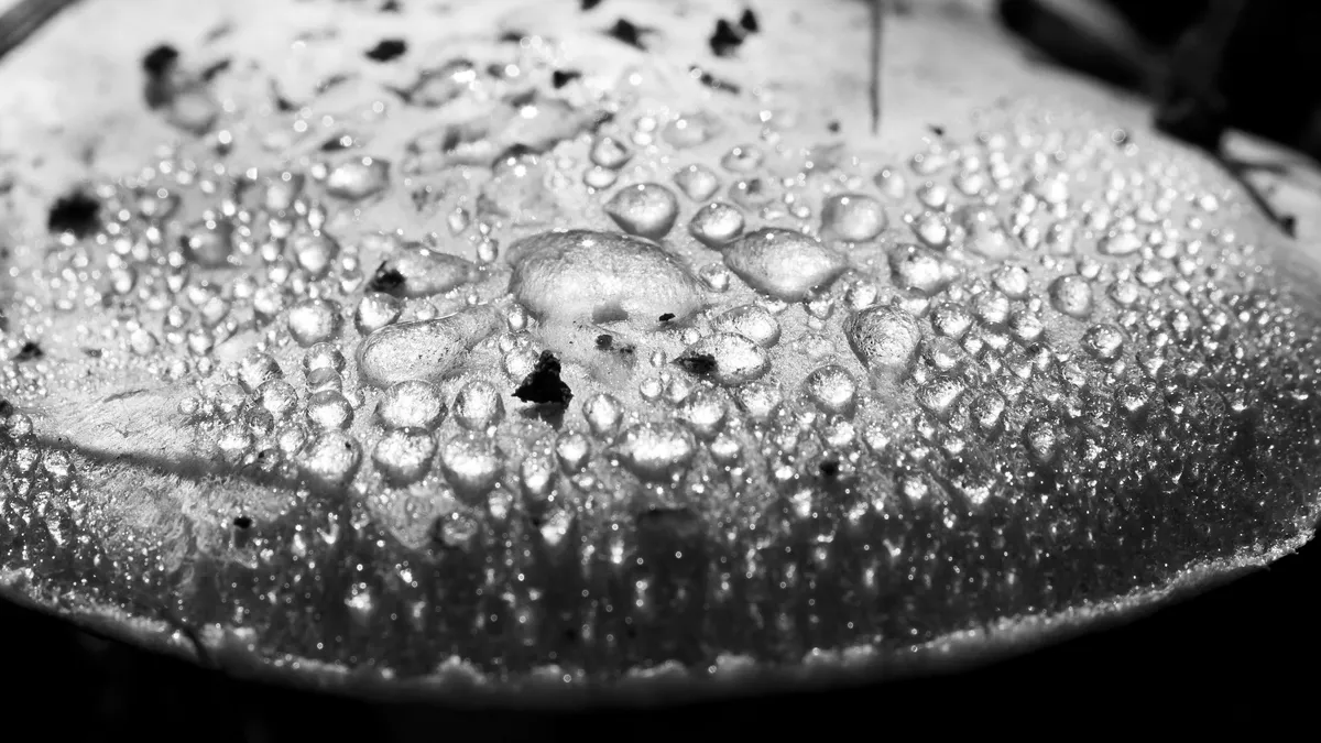 Water beads on a mushroom cap, France — Nicolas Marincic