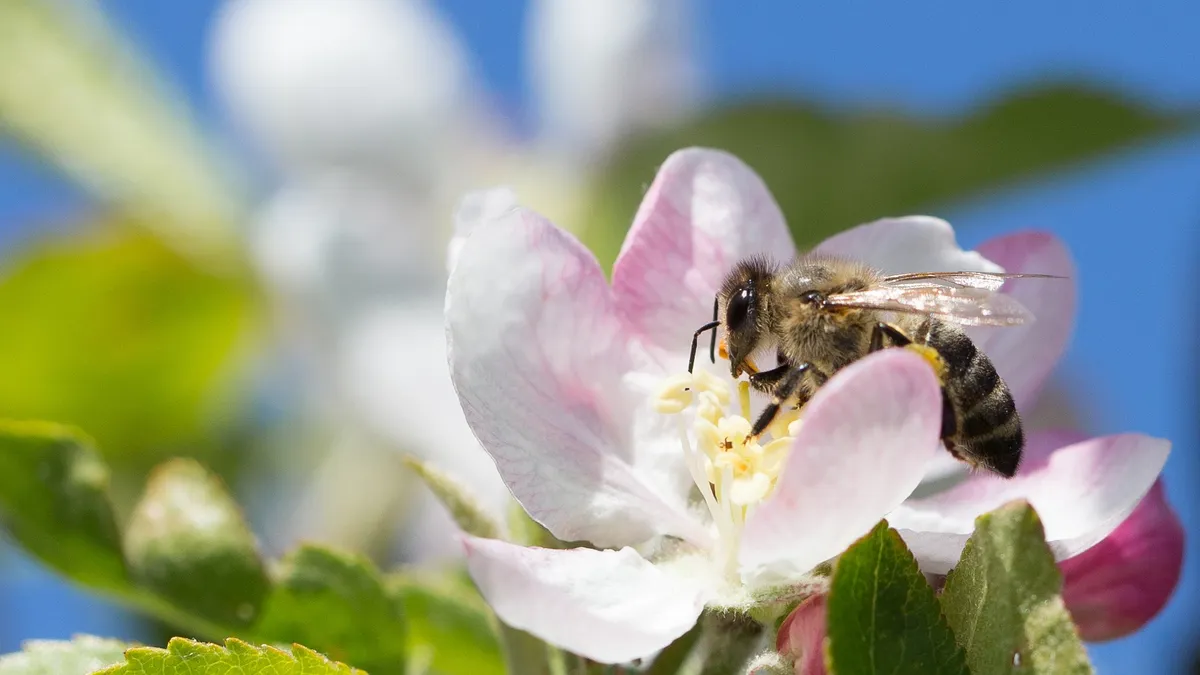Honeybee in apple blossom, France — Nicolas Marincic