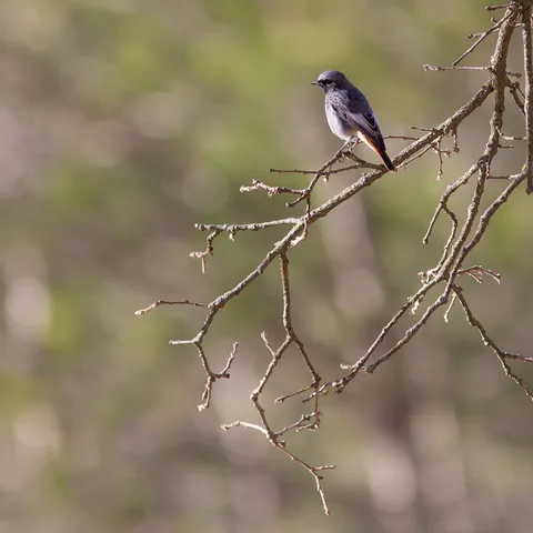 Black redstart on a bare branch, France — Nicolas Marincic