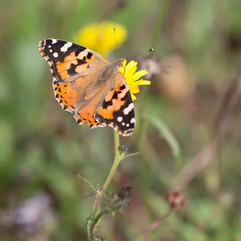 Painted lady butterfly on a yellow flower, France — Nicolas Marincic