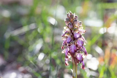 Lizard orchid in a spring meadow, France — Nicolas Marincic