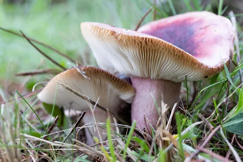 Pair of pink russulas in the grass, France — Nicolas Marincic