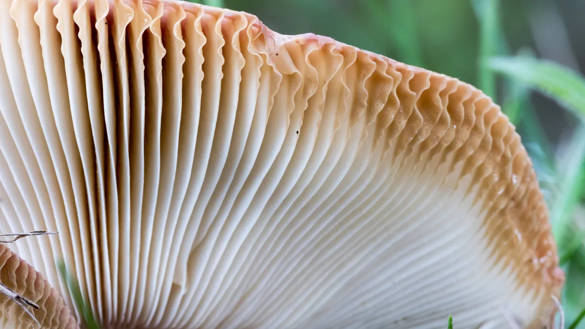 Mushroom gills, an abstract view, France — Nicolas Marincic